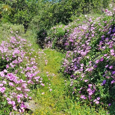 Апартаменты Mit Sonnenterrasse Und Panorama - Meerblick, 5 Min. Von Hafen + Акантиладо-де-Лос-Хигантес